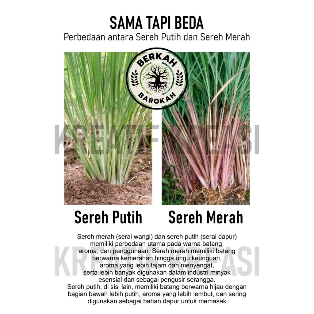 

bibit sereh merah sereh wangi obat herbal serai