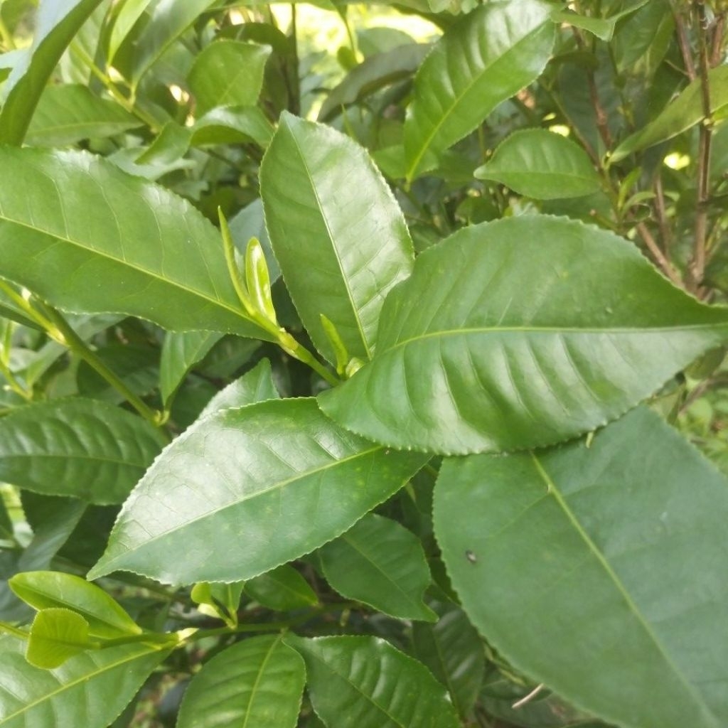 

Daun teh hijau segar 500gram