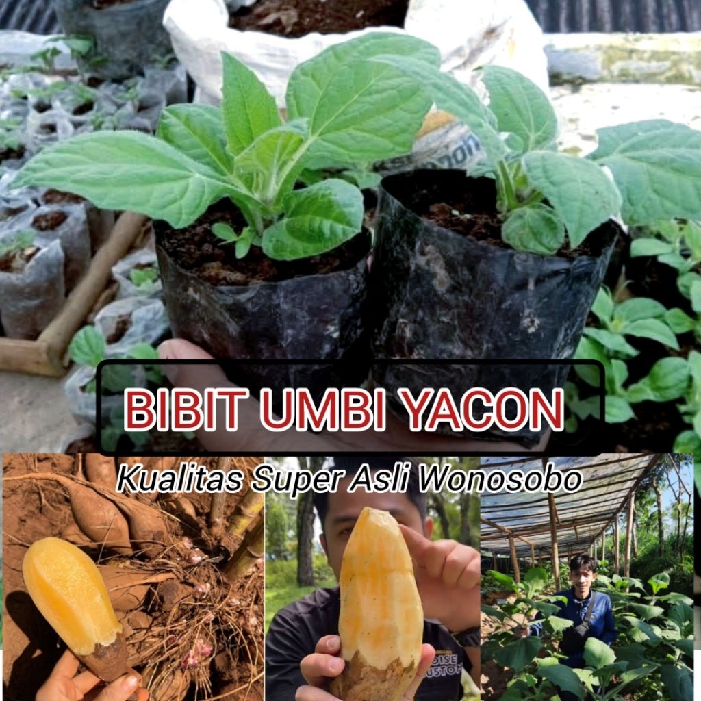 [Khusus Wilayah Jawa] 2 Pot Bibit Ubi Yacon Asli Wonosobo  , berkualitas terawat, bibit ubi yacon as