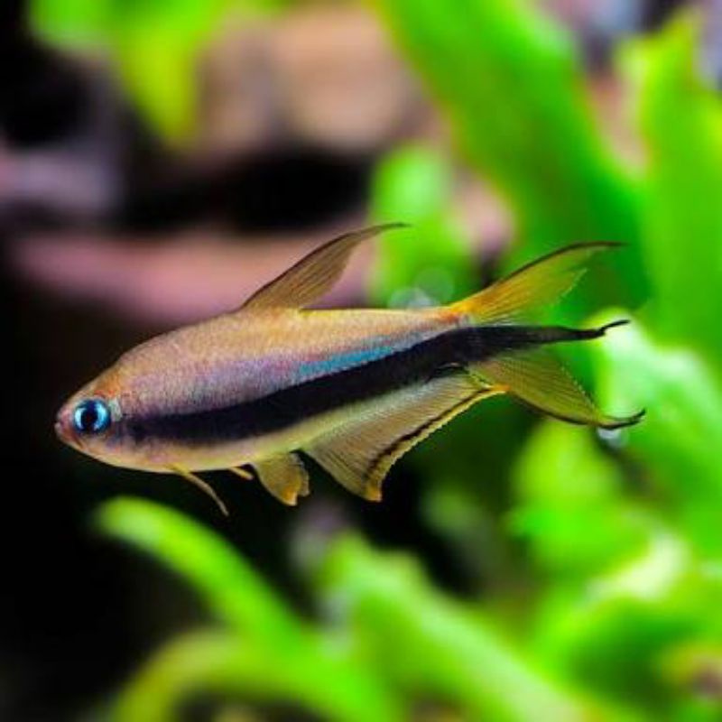 Palmerii (Emperor) Tetra (3cm+)
