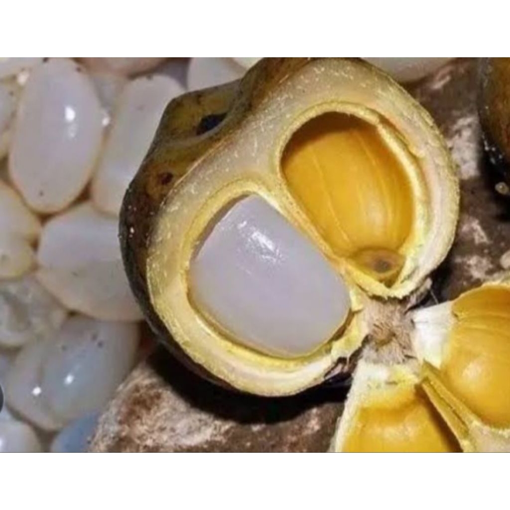 

Jual kulang kaling/ atau caruluk segar kuwalitas bagu 1 kg