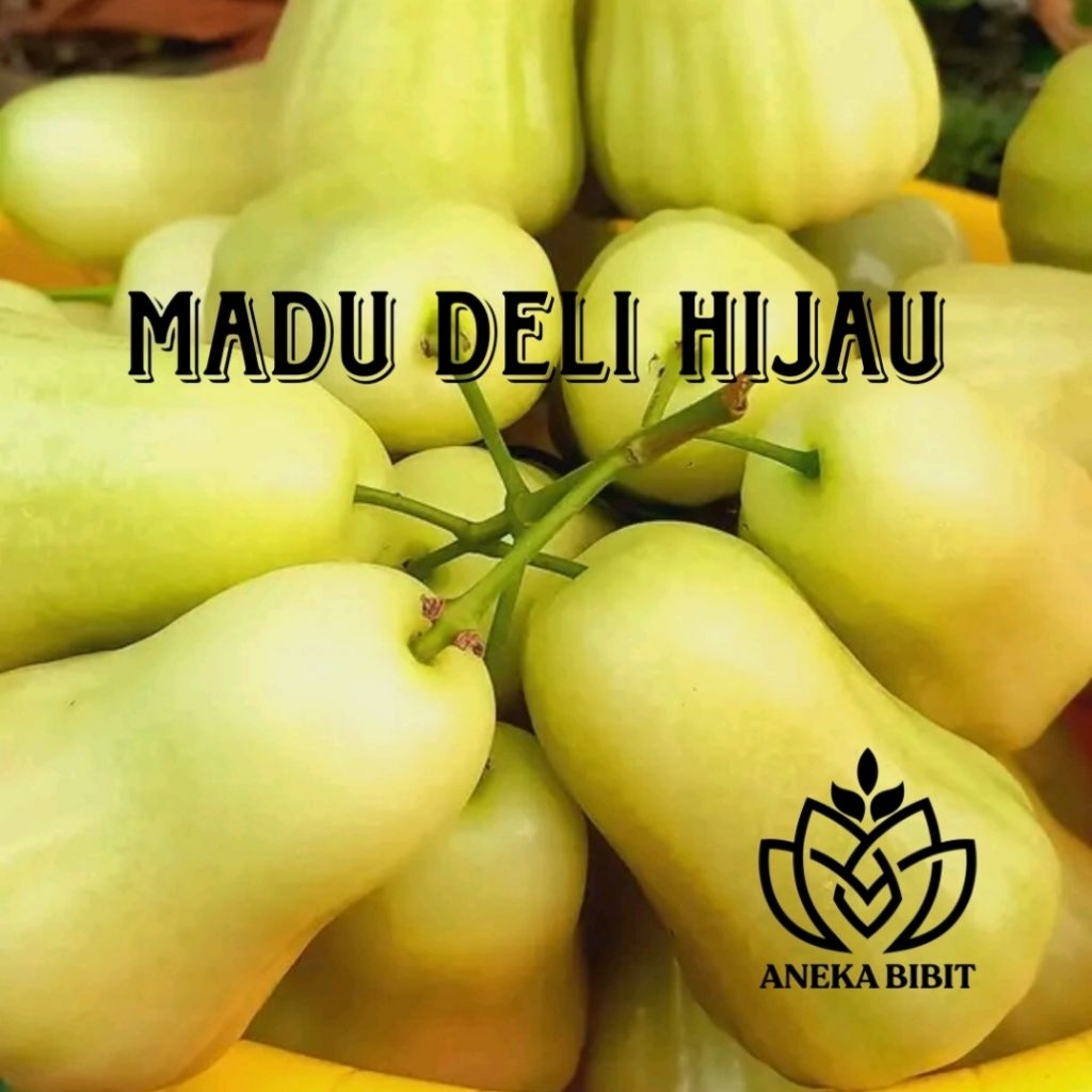 FRESH CANGKOK JAMBU AIR MADU DELI HIJAU