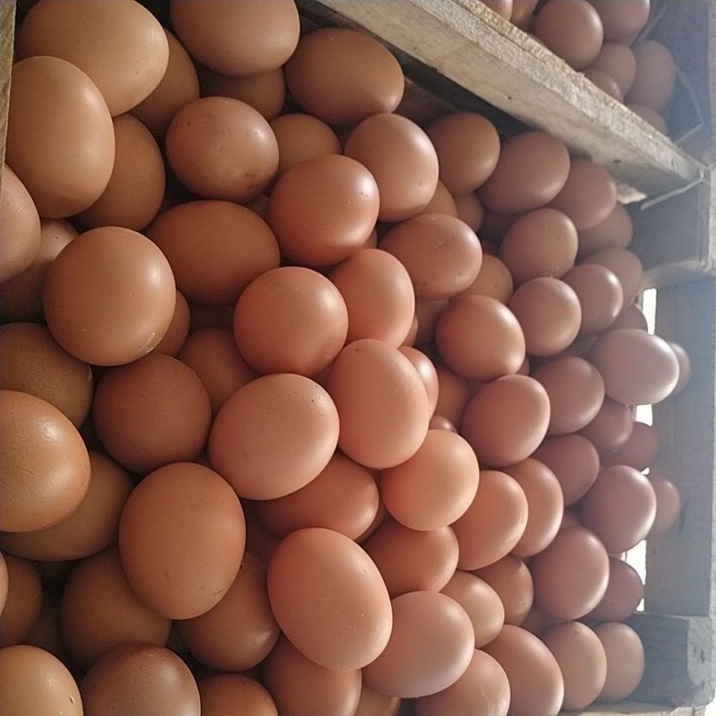

telur ayam negeri