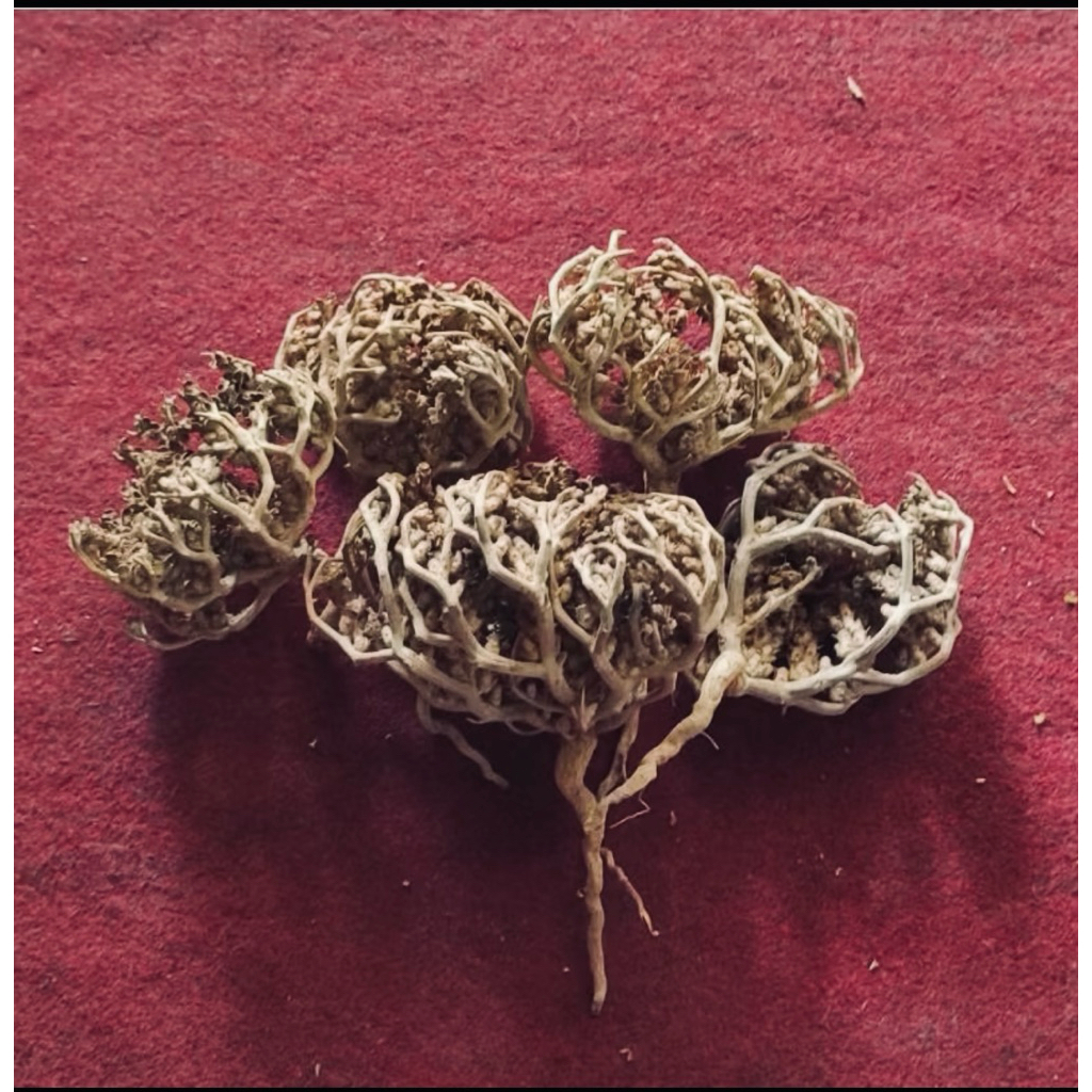 

Rumput Fatimah (Rumput Herbal)