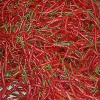 

250 gram cabe keriting fress petik langsung dari petani