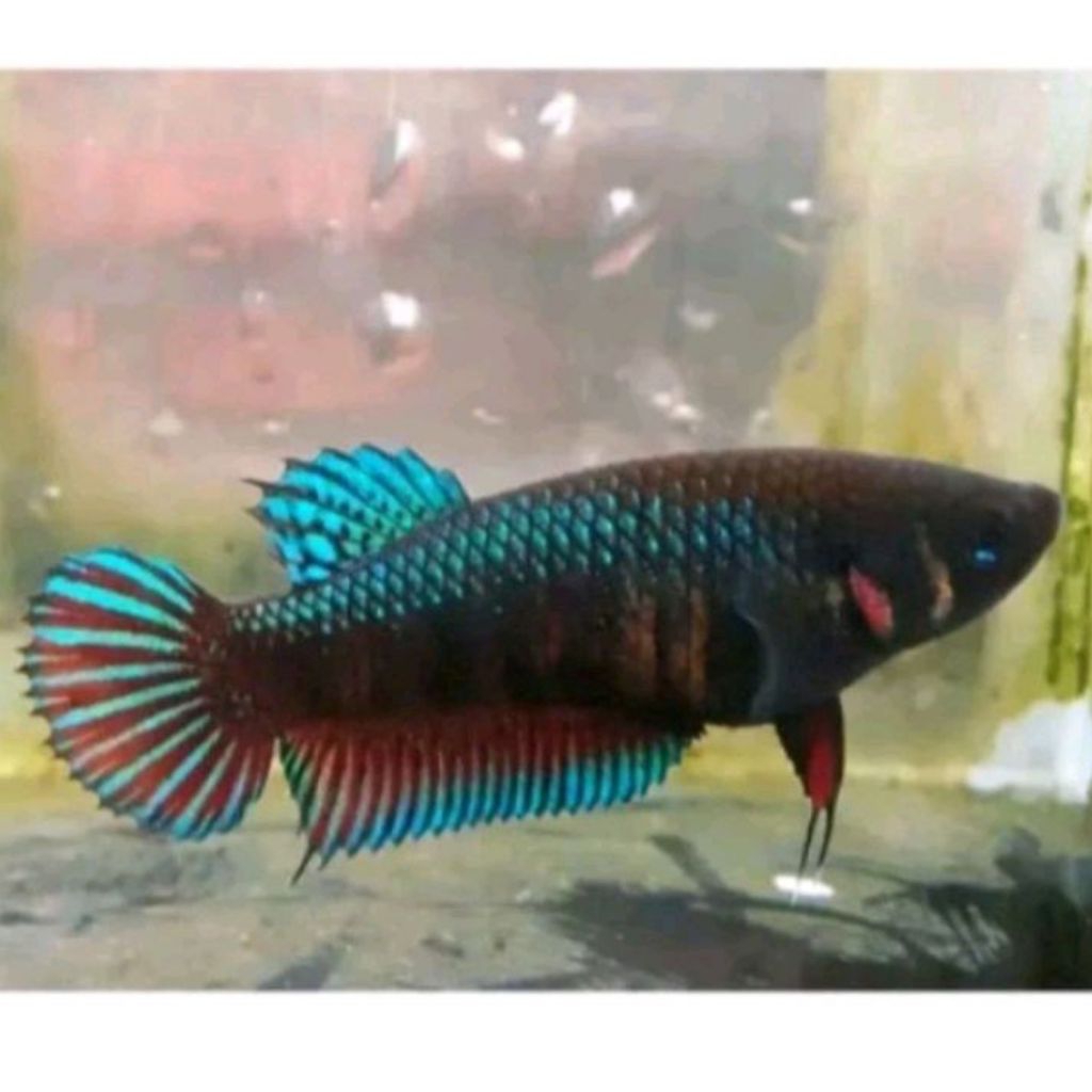 Cupang Aduan Fighter Betina  Anakan Import Top Champion