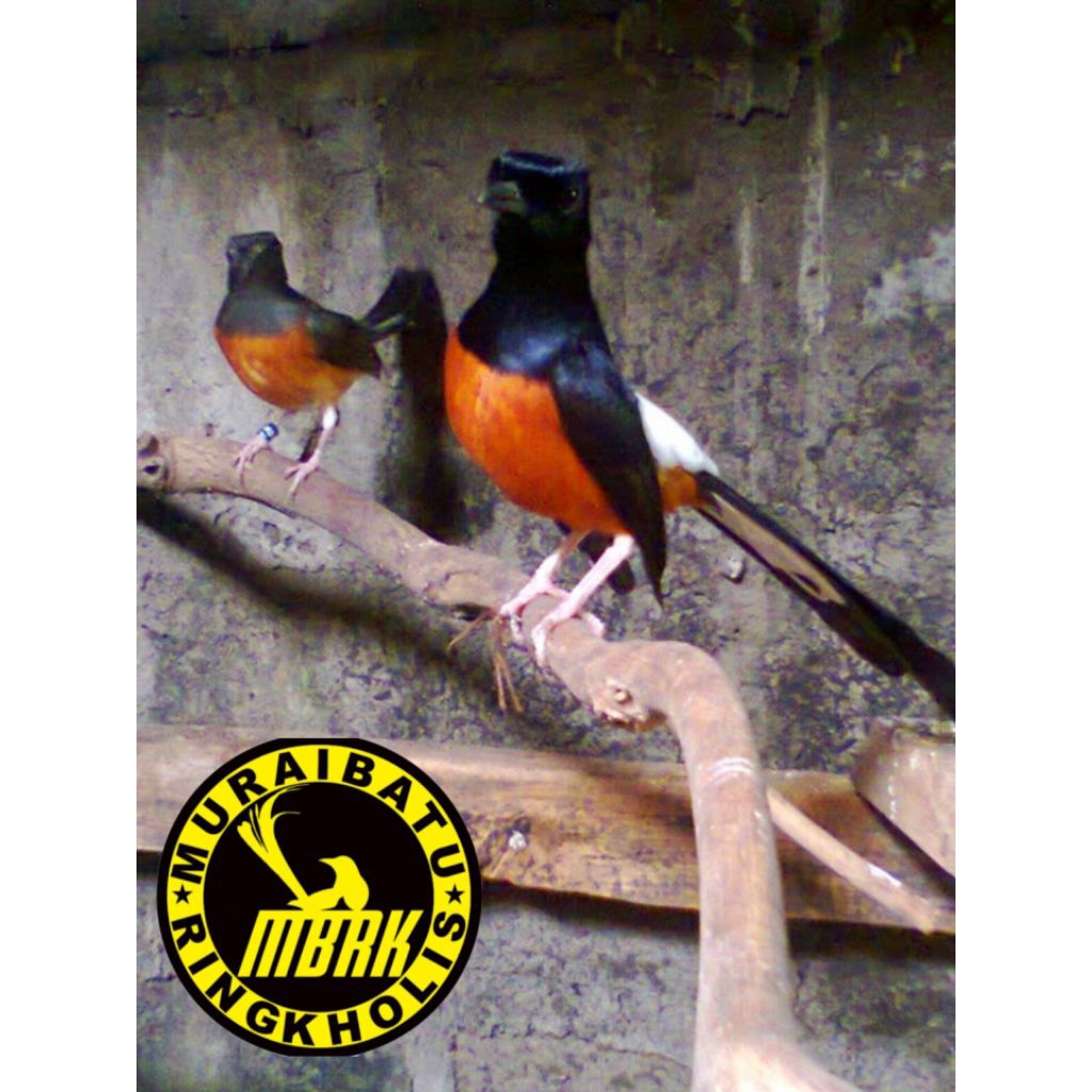 

promo paket 2 telur murai batu jawara siap menetas