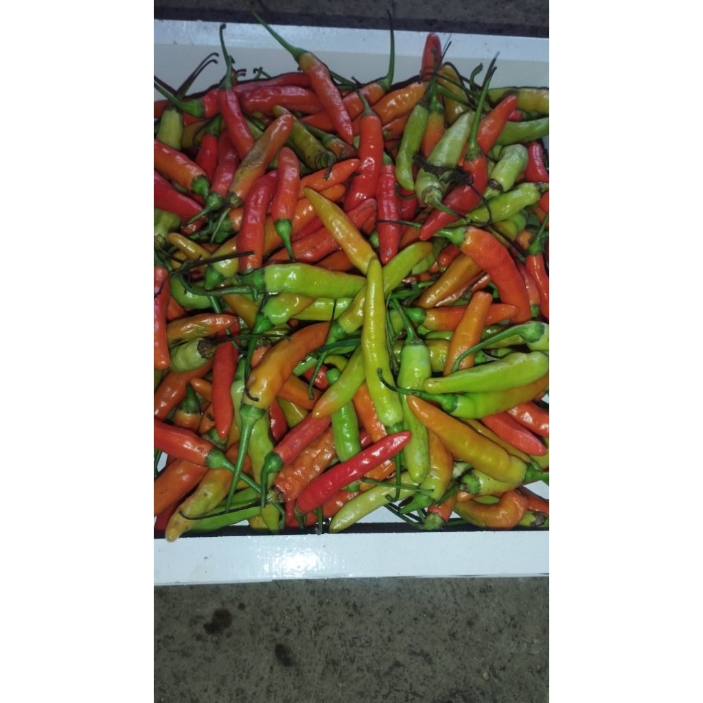 

CABE RAWIT TERMURAH HARGA PETANI