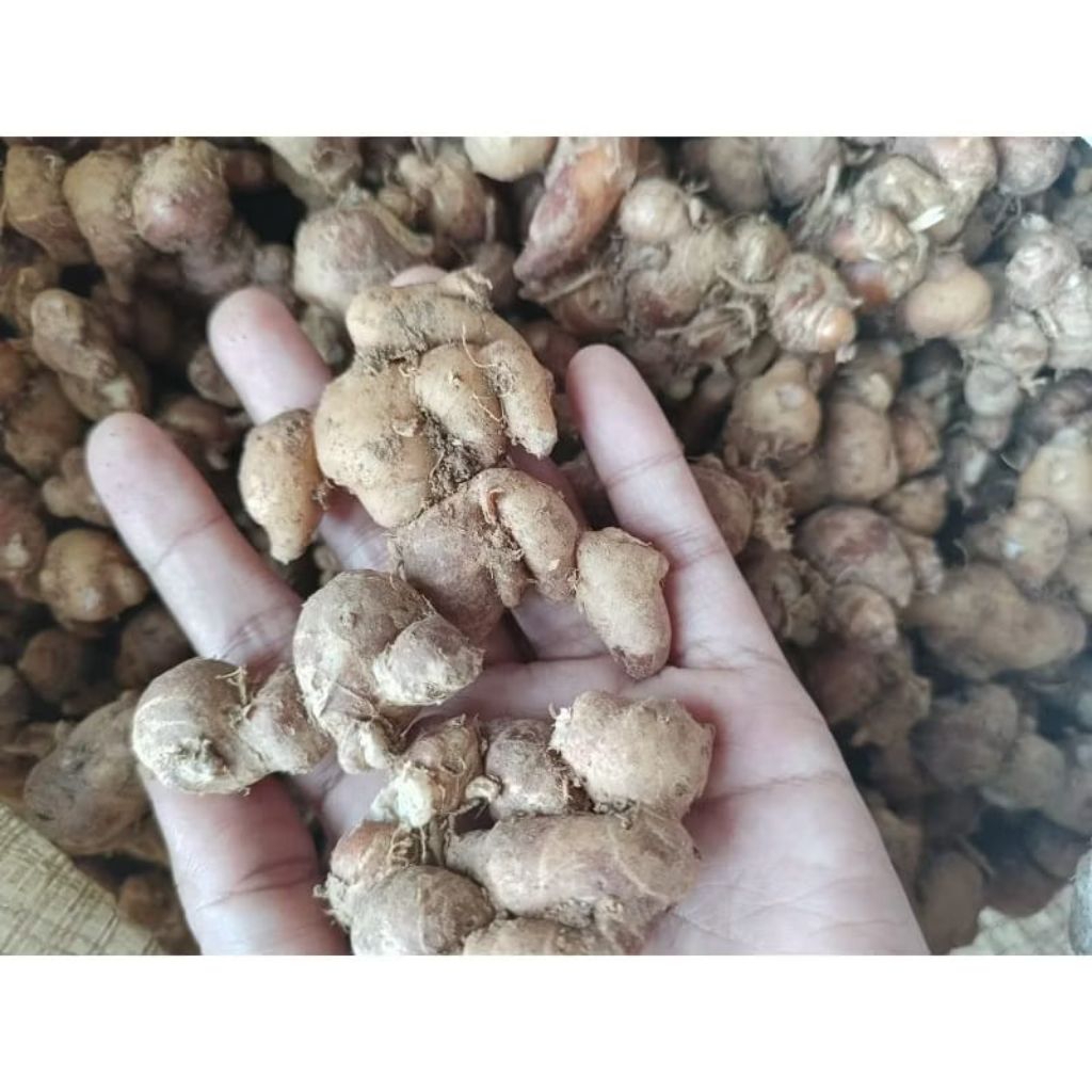 

Kencur segar Bumbu Rempah 1kg