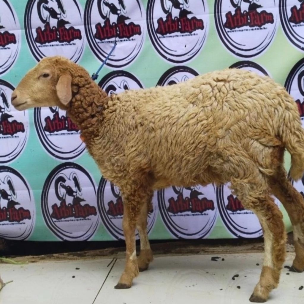 

domba betina aqiqah/nazar bisa langsung di sembelih sampai bersih