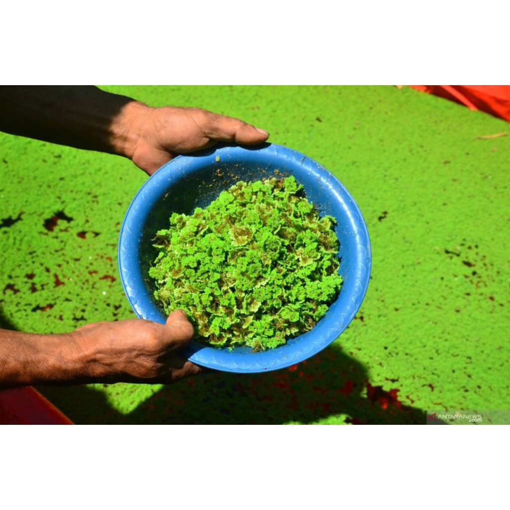 azolla tanaman air
