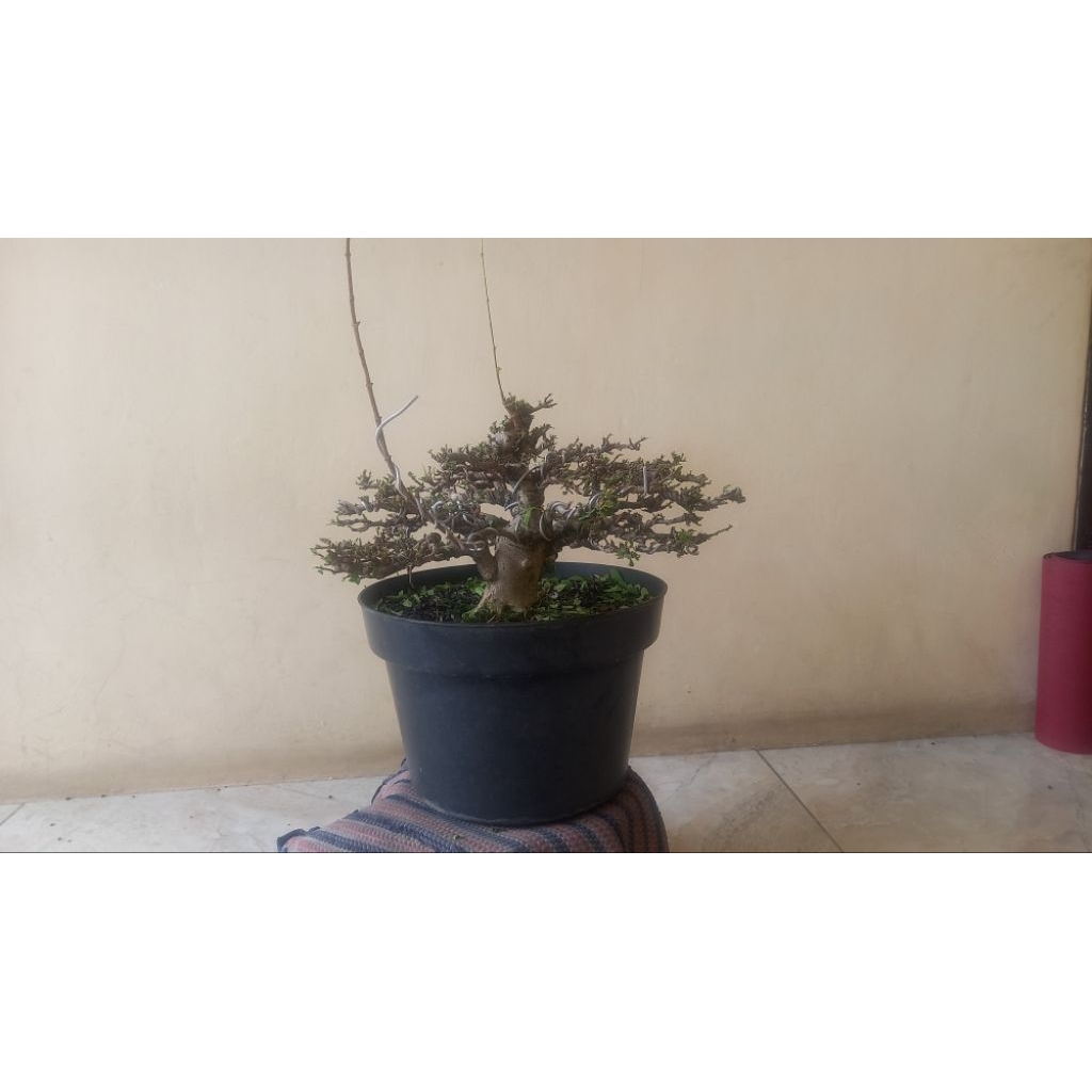 bonsai anting putri small kelas kontes
