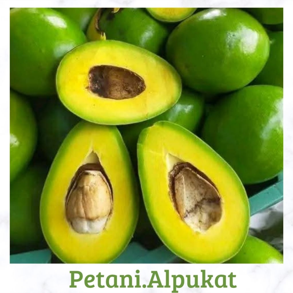 

Alpukat Mentega super legit Isi 3-4