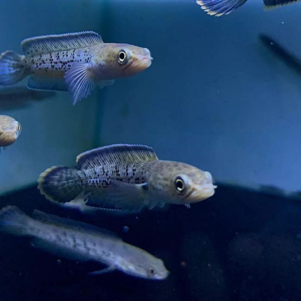 andrao kualitas gondrong