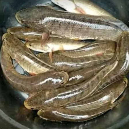 

Gabus sawah segar sehat 1KG (hidup)