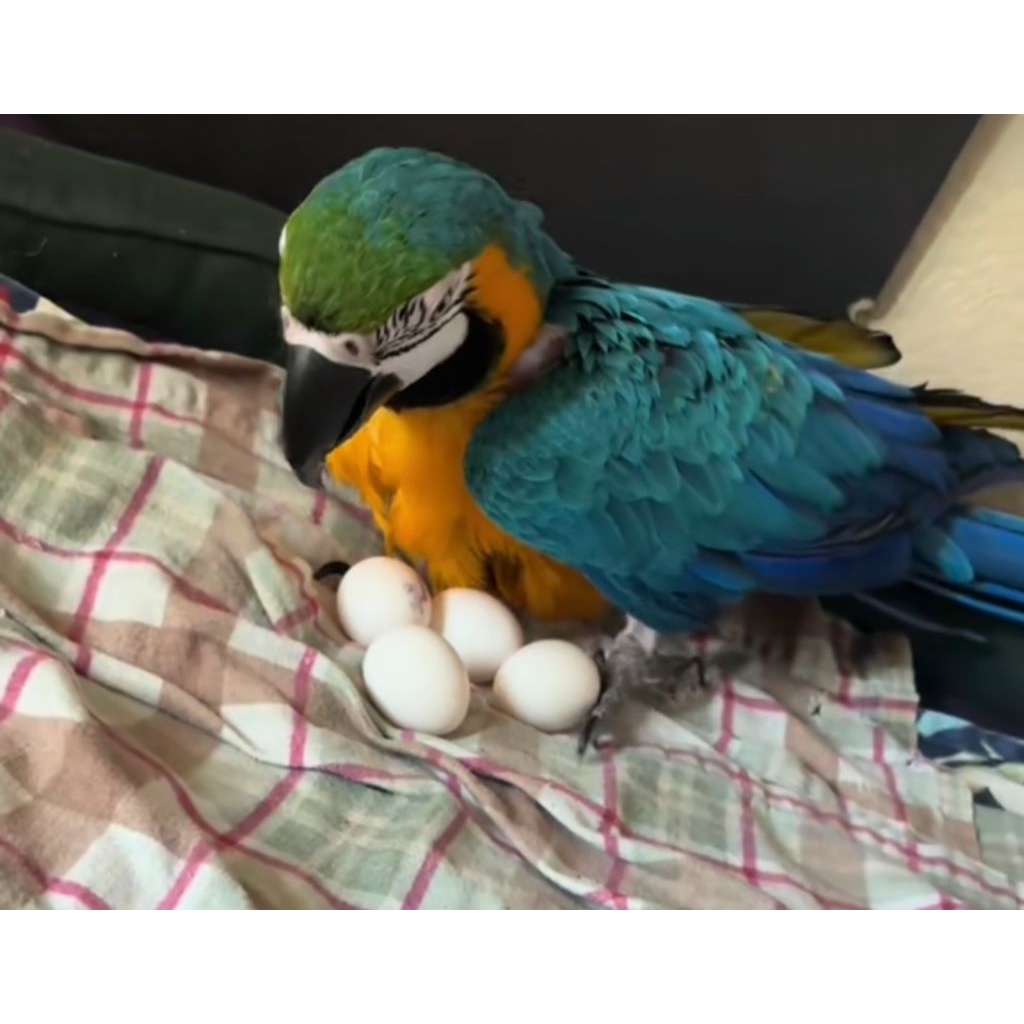 

TELUR FERTIL MACAW BLUE AND GOLD 2 BUTIR GARANSI MENETAS