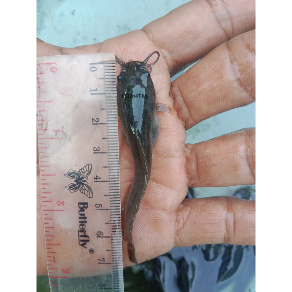 BiBiT ikan lele /bibit lele ukuran 6-7 cm bibit sehat dan gesit