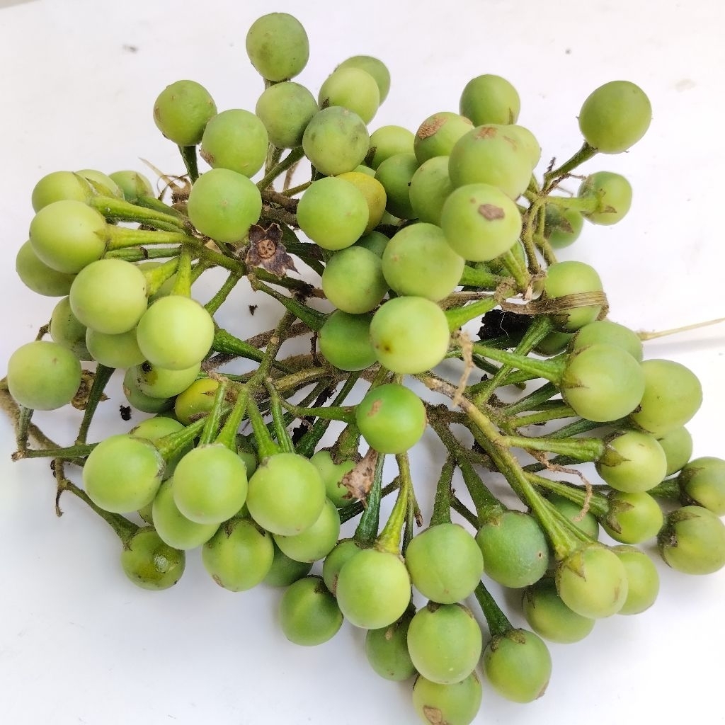 

Buah Tekokak Campokak Terung Pipit Lalapan Sayur Segar Berat 250 Gram