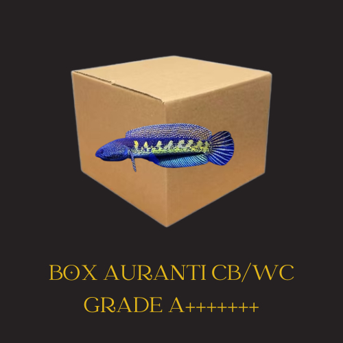 Box Auranti Wc/Cb Best Quality Grade A++++++++++ Jaminan Rim Flering Lahap