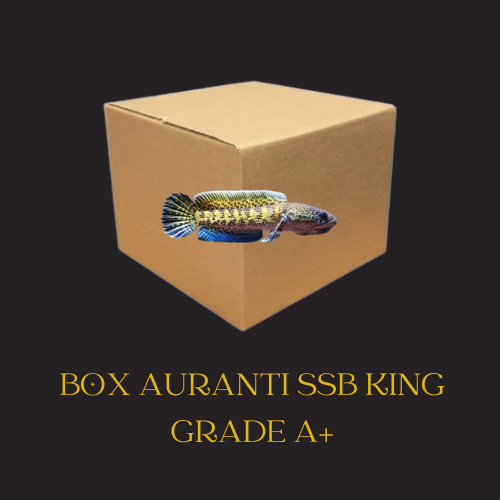 Box Kardus Channa Auranti SSB Size 7-9cm Full Progress Rim Tebal Auto Gondrong Flering Kuat