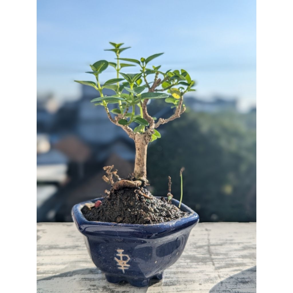 Bonsai Sancang Mini Hidup