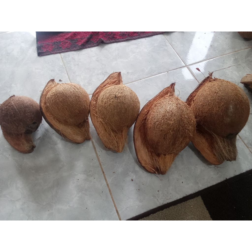 

kelapa tua kupas kualitas super daging tebal termurah