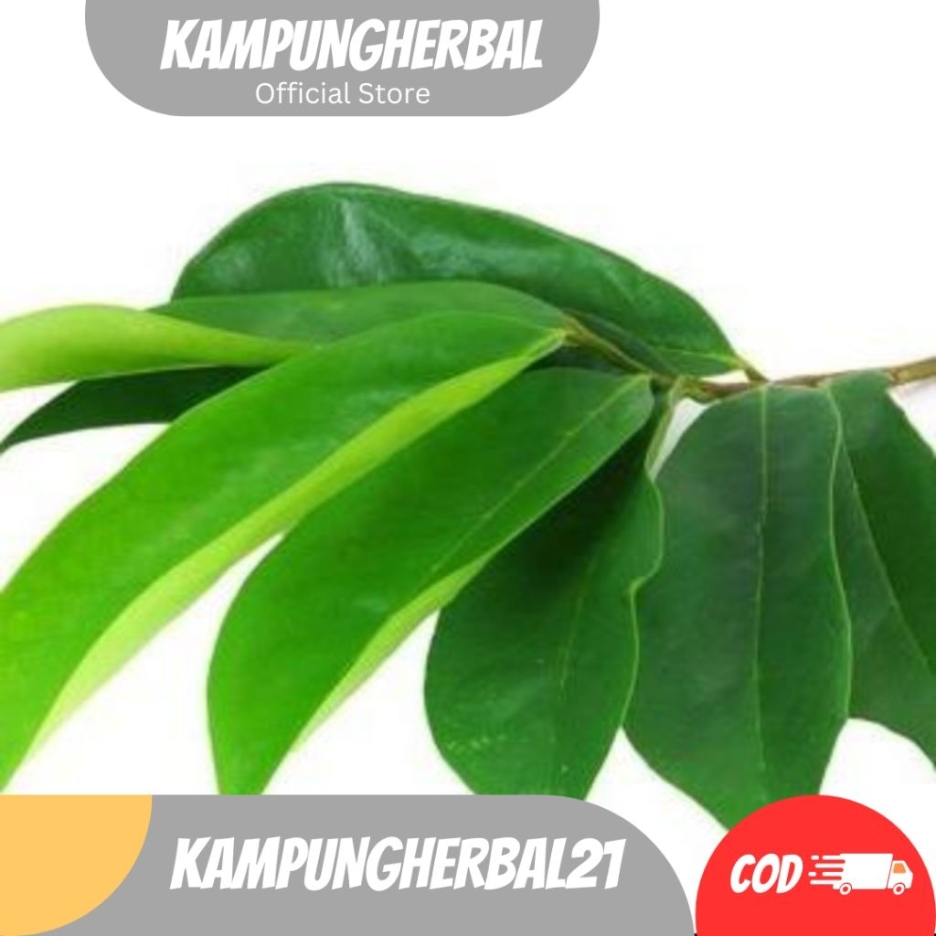 

DAUN SIRSAK SEGAR ATAU DAUN NANGKA WALANDA per lembar COD