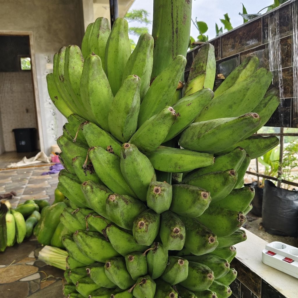 

Pisang Kepok Segar 1 Kg / Pisang Menurun / Pisang Saba/Cardaba/ Pisang Kompak