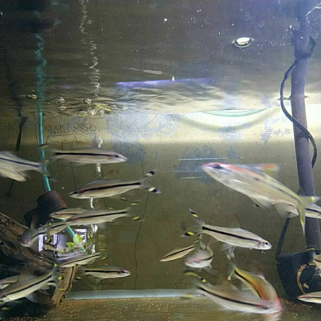 ikan puntius denisoni 5cm