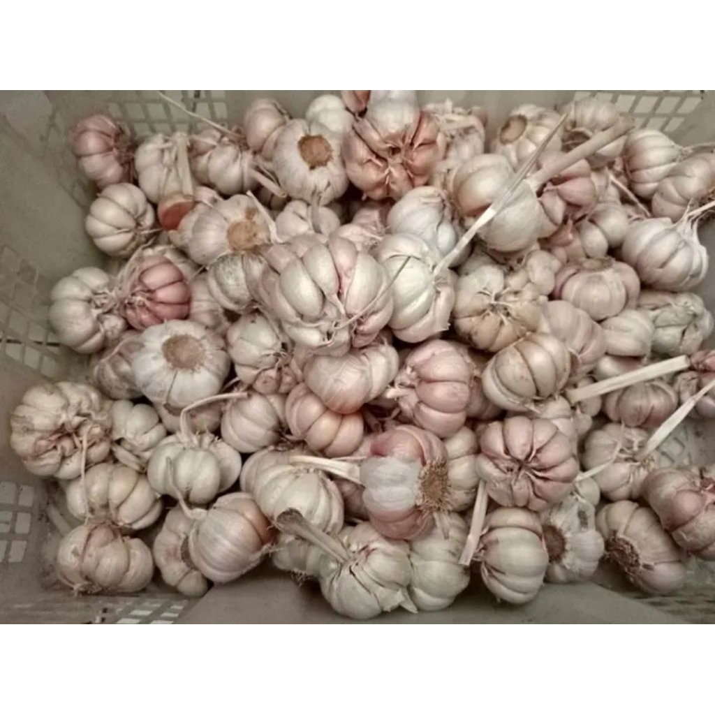 

bawang putih 500gr fresh bersih berkualitas