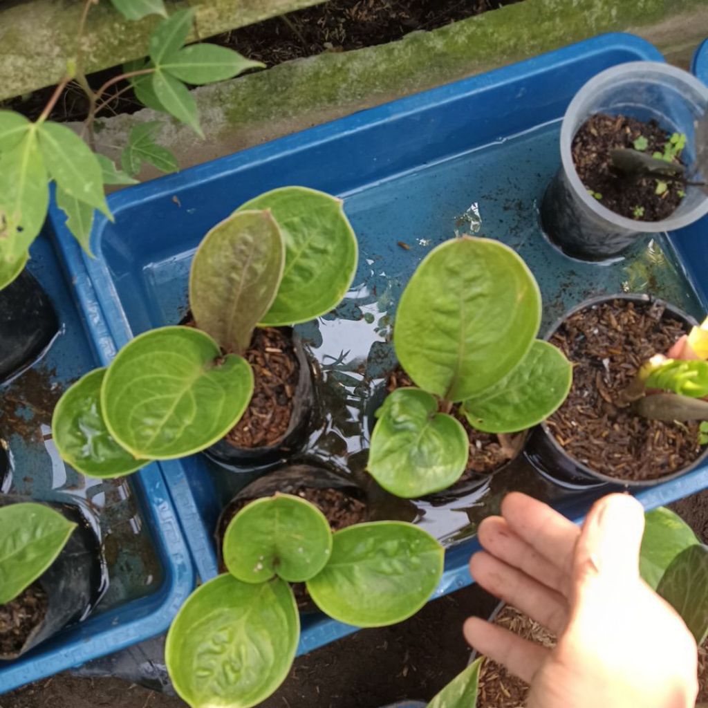 anthurium jemani mangkok