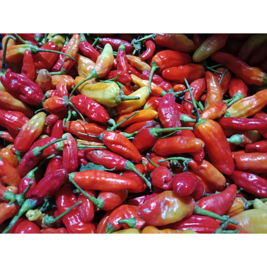 

cabe cengek merah