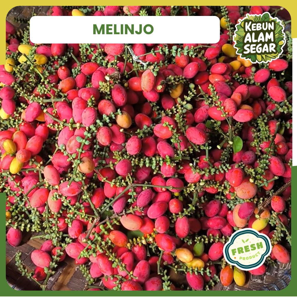 

BUAH MELINJO MENTAH MERAH SEGAR