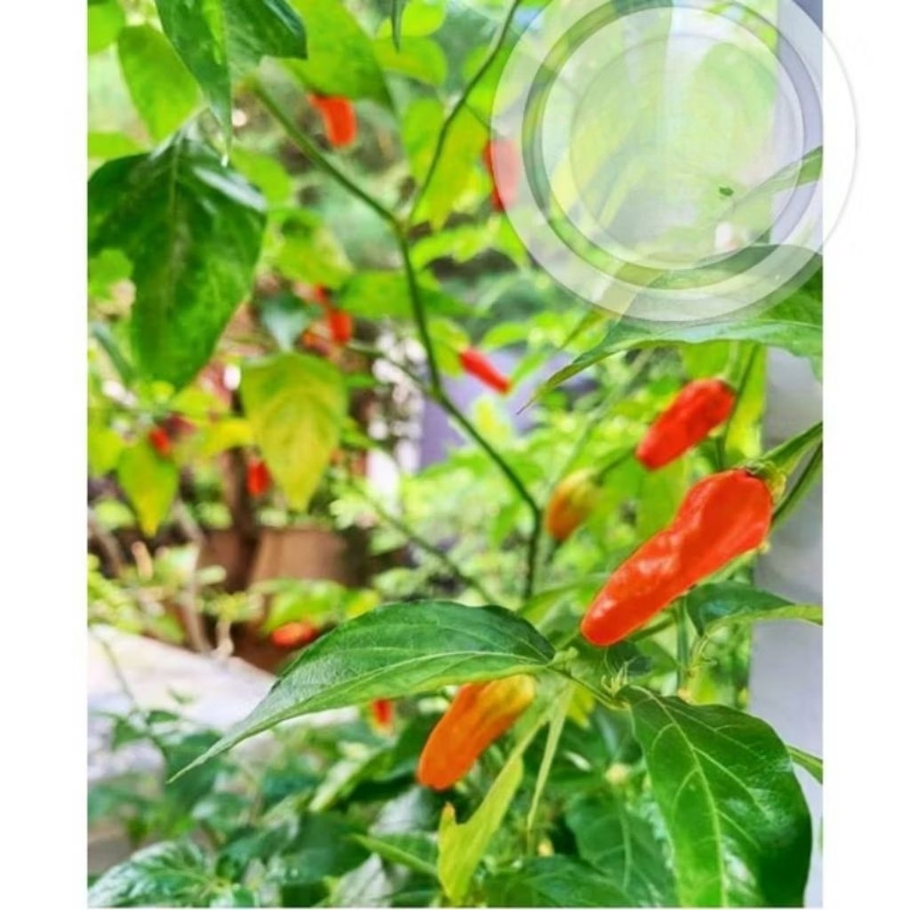 

PROMOO!!! Tanaman cabai rawit domba - pohon cabai rawit domba super pedas