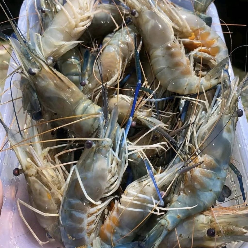 

Udang Galah Segar Fresh Pontianak
