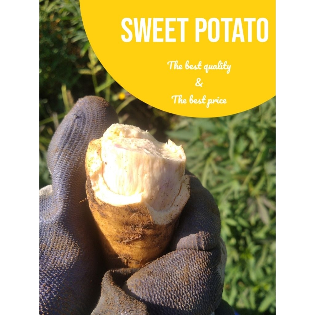 

Ubi Cilembu (Sweet Potato) / Ubi Madu, Bisa Untuk Diet, Rendah Kandungan Gula, Langsung dari Kebun Bisa di Pakai untuk Oven, Membuat Kueh, di Rebus, di Kukus dan Sebagainya