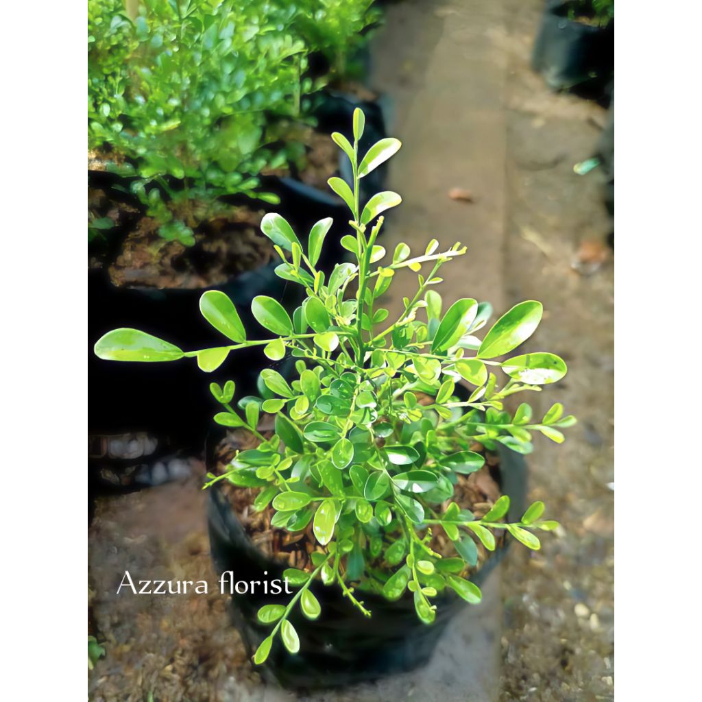 ( BISA COD ) Tanaman hias kemuning mikro melati super wangi bisa untuk bonsai