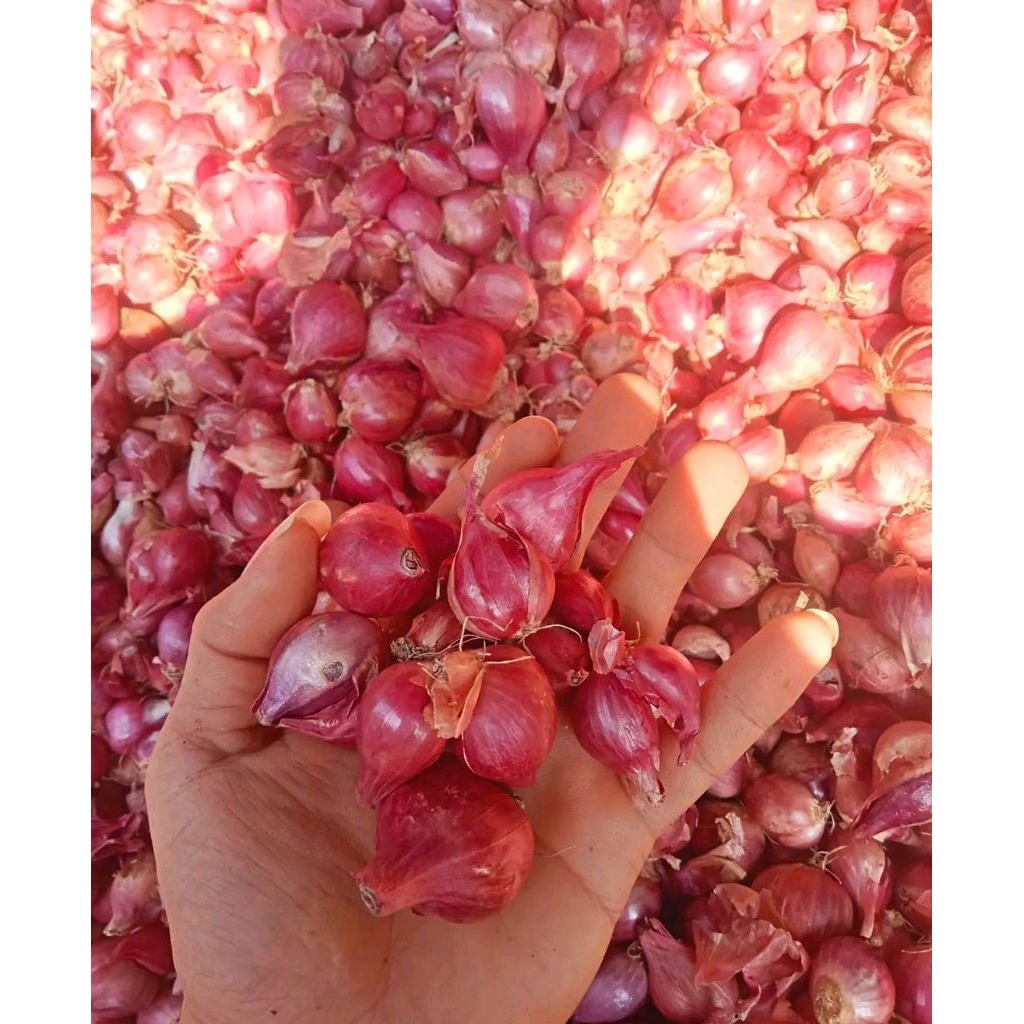 

Bawang Merah Murah 1 Kg Terlaris