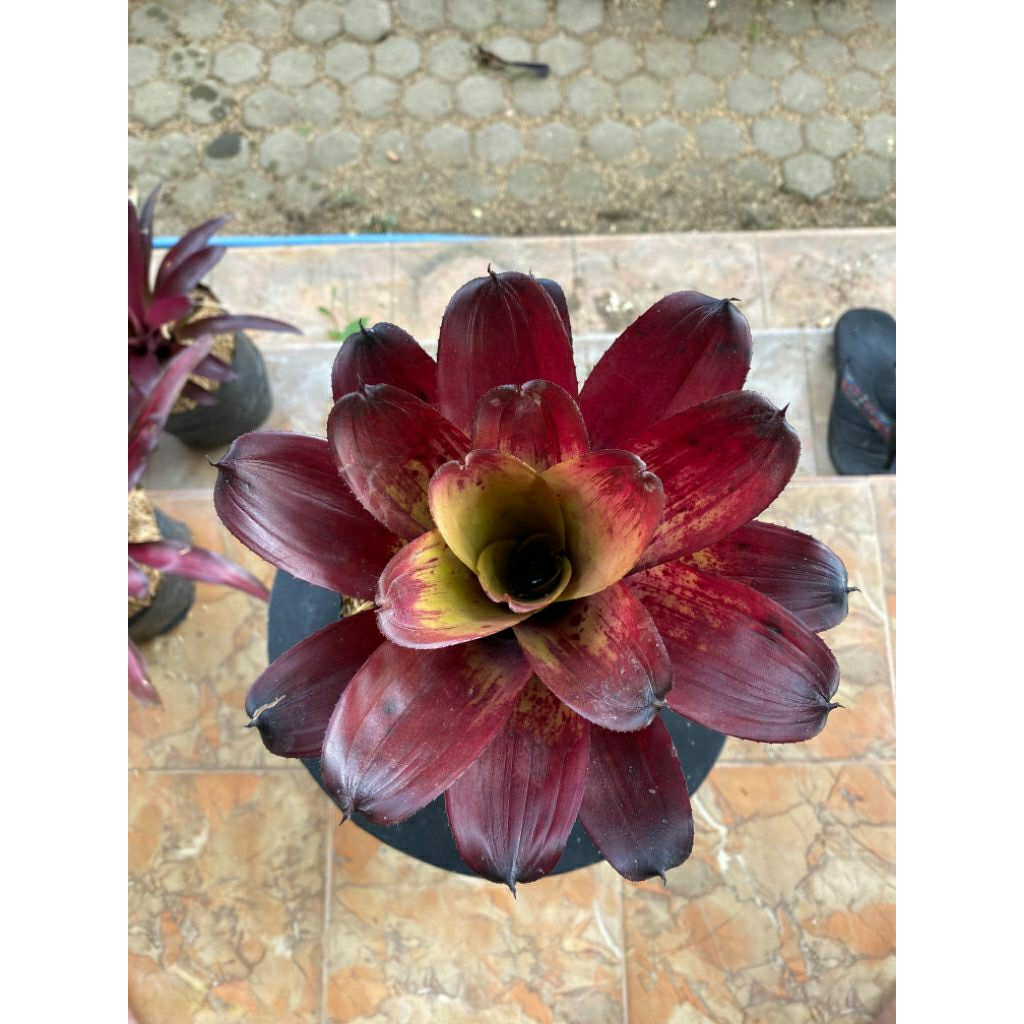Bromelia Black Manila - Tanaman Hias Bromelia Black Manila Rimbun