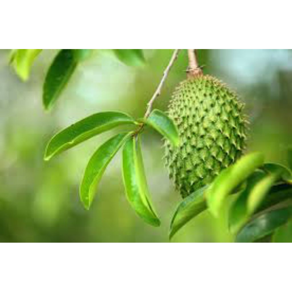 

daun sirsak segar 1kg pres asli