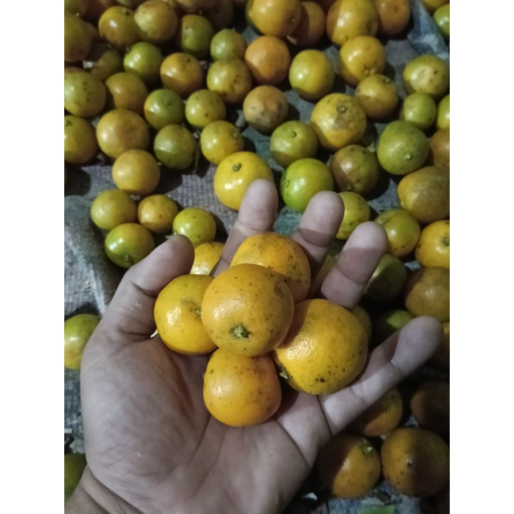 

1Kg Jeruk SONKIT KASTURI Kunci kalamansi(MATANG)