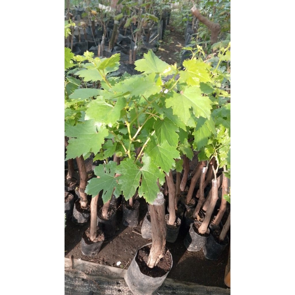 SEPAKET BATANG BESAR ANGGUR INPORT