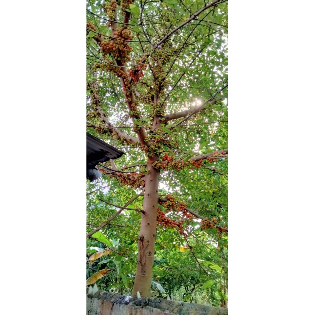 

buah loa segar per kilo