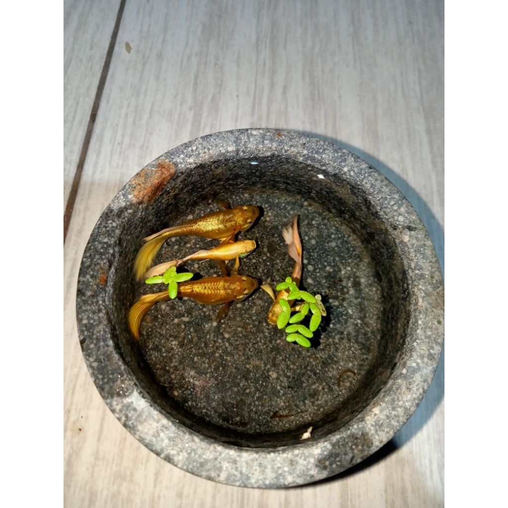 Ikan Guppy gold kuning emas sepasang jantan betina, siap bertelur