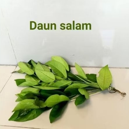 

Daun salam rempah segar 1ikat, langsung ambil di pohon