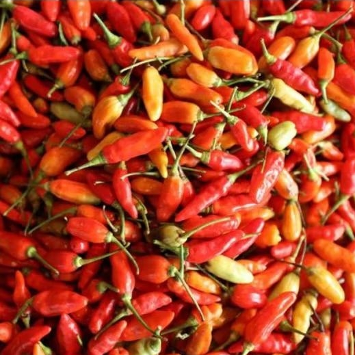 

CABE SETAN / CABAI MERAH SETAN 100 GRAM FRESH