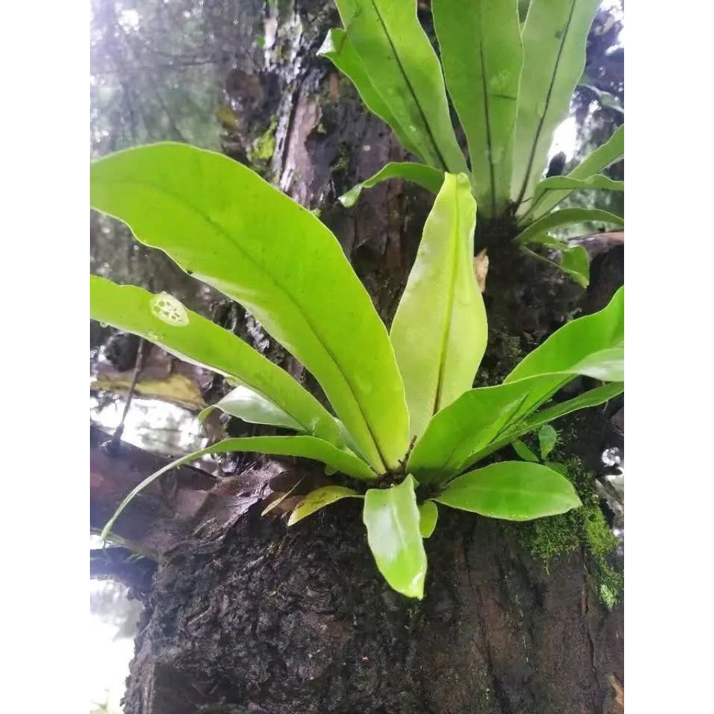 Kadaka mini ,kadaka super, kadaka tempel ,kadaka hutan