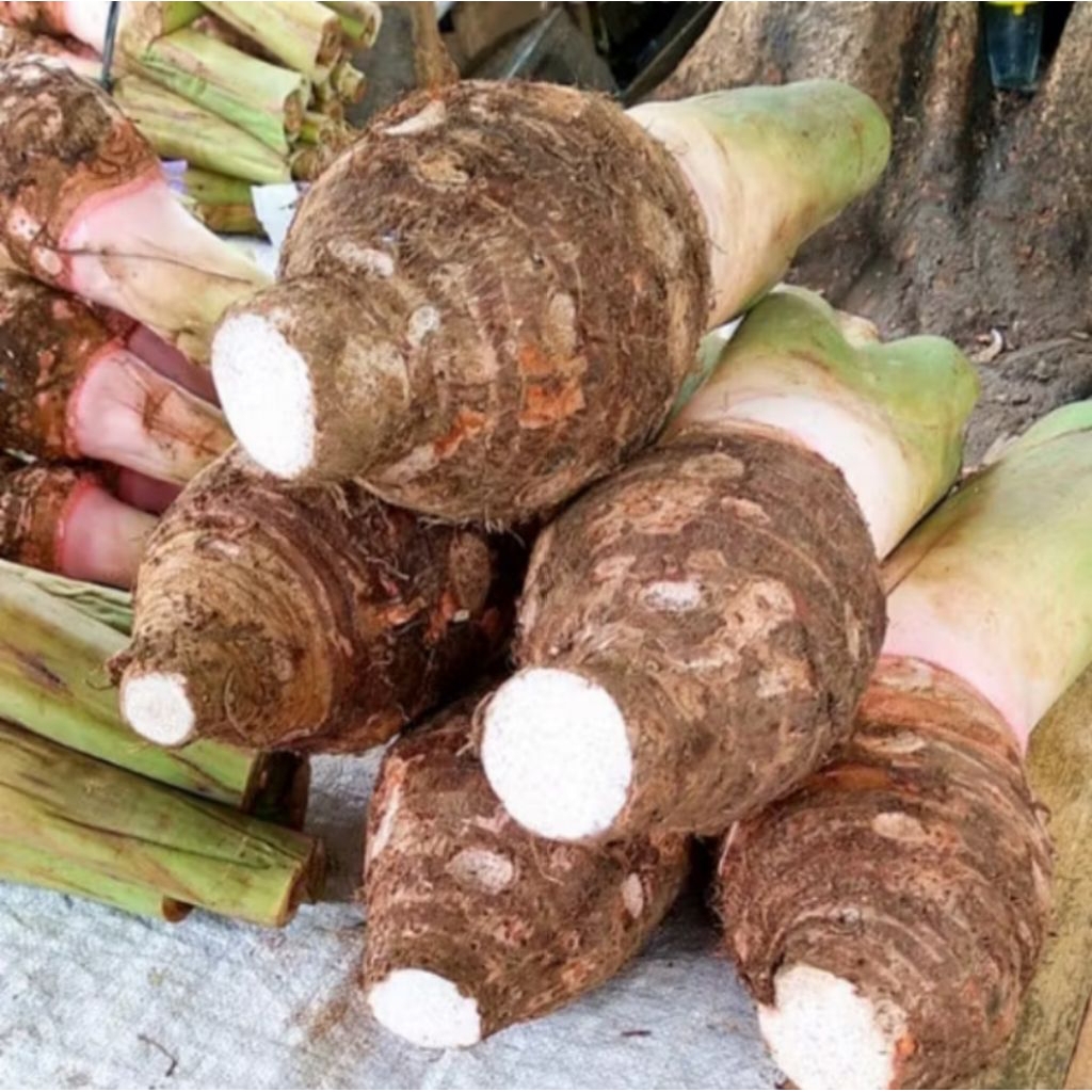 

TALAS BOGOR 1KG