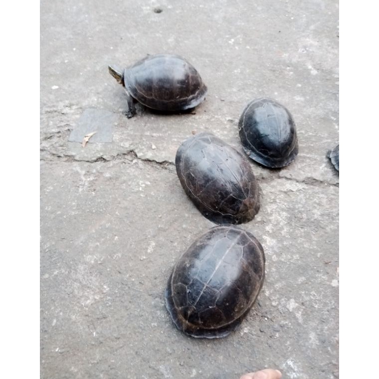 KODE V2P Ambon batok indukan FREE PELET