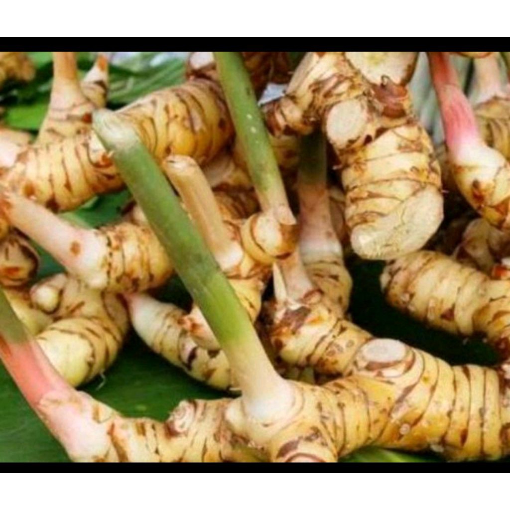 

lengkuas putih/laja putih fresh 1kg